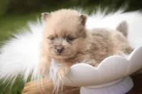 Berlioz, a male Pomeranian for sale in Pierceton, IN – 6 of 8