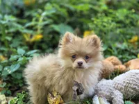 Toulouse, a male Pomeranian for sale in Pierceton, IN – 10 of 10