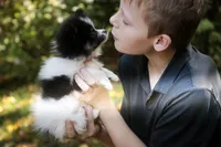 Persephone, a female Pomeranian for sale in Pierceton, IN – 2 of 3