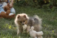 Berlioz, a male Pomeranian for sale in Pierceton, IN – 9 of 10