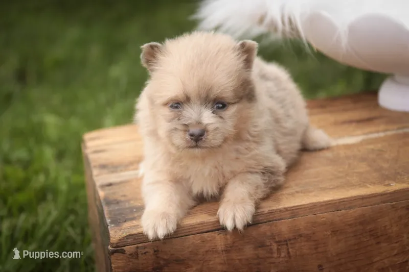 Berlioz – Pomeranian puppy for sale in Pierceton, IN