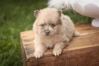 Berlioz, a male Pomeranian for sale in Pierceton, IN – 1 of 8