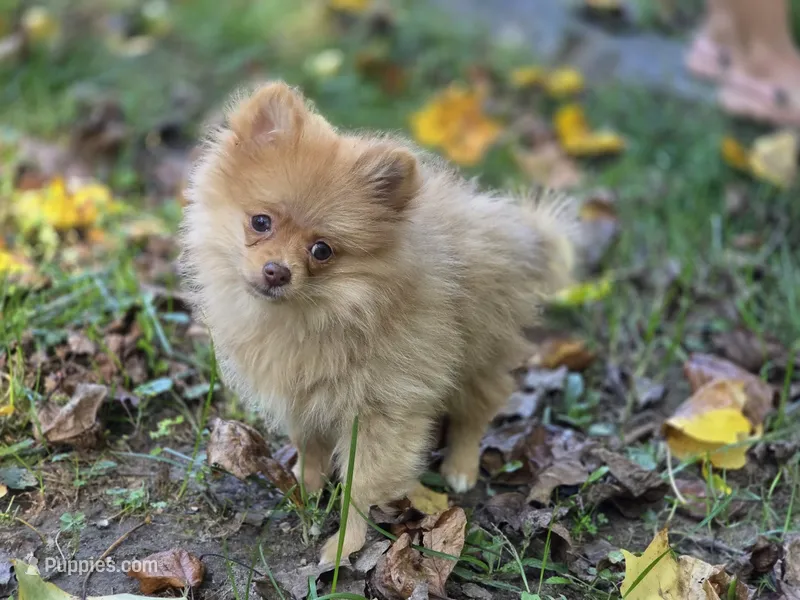 Toulouse – Pomeranian puppy for sale in Pierceton, IN