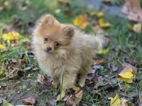 Toulouse, a male Pomeranian for sale in Pierceton, IN – 1 of 10