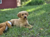 Jo, a female Golden Retriever for sale in Pierceton, IN – 2 of 3