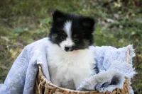 Artemis , a female Pomeranian for sale in Pierceton, IN – 2 of 8