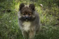 Daphne, a female Pomeranian for sale in Pierceton, IN – 5 of 8