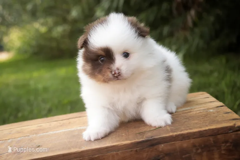 Kibbles – Pomeranian puppy for sale in Pierceton, IN