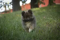 Daphne, a female Pomeranian for sale in Pierceton, IN – 7 of 8