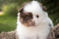 Kibbles, a male Pomeranian for sale in Pierceton, IN – 2 of 7