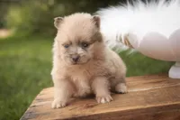 Berlioz, a male Pomeranian for sale in Pierceton, IN – 8 of 8