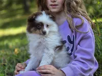 Kibbles, a male Pomeranian for sale in Pierceton, IN – 9 of 10