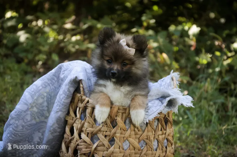 Daphne – Pomeranian puppy for sale in Pierceton, IN