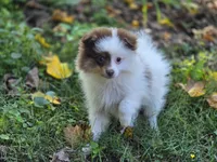 Kibbles, a male Pomeranian for sale in Pierceton, IN – 10 of 10