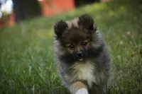 Daphne, a female Pomeranian for sale in Pierceton, IN – 3 of 8