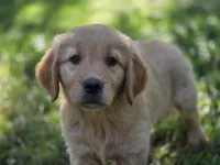 Lawrence, a male Golden Retriever for sale in Pierceton, IN – 2 of 3