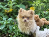 Toulouse, a male Pomeranian for sale in Pierceton, IN – 9 of 10