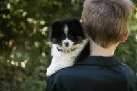 Persephone, a female Pomeranian for sale in Pierceton, IN – 3 of 3