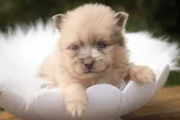 Berlioz, a male Pomeranian for sale in Pierceton, IN – 4 of 8