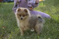 Berlioz, a male Pomeranian for sale in Pierceton, IN – 10 of 10