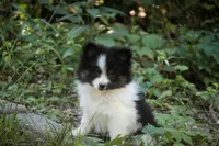 Artemis , a female Pomeranian for sale in Pierceton, IN – 6 of 8