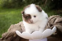 Kibbles, a male Pomeranian for sale in Pierceton, IN – 7 of 7