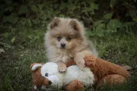 Berlioz, a male Pomeranian for sale in Pierceton, IN – 6 of 10