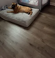 Bella , a female Cane Corso for sale in Warren, MI – Photo 2 of 2