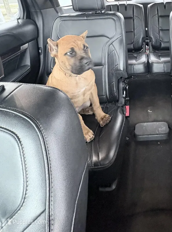 Bella  – Cane Corso puppy for sale in Warren, MI