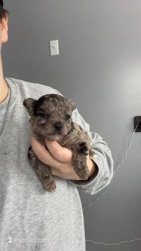Buster – Yorkipoo puppy for sale in Franklin, VT