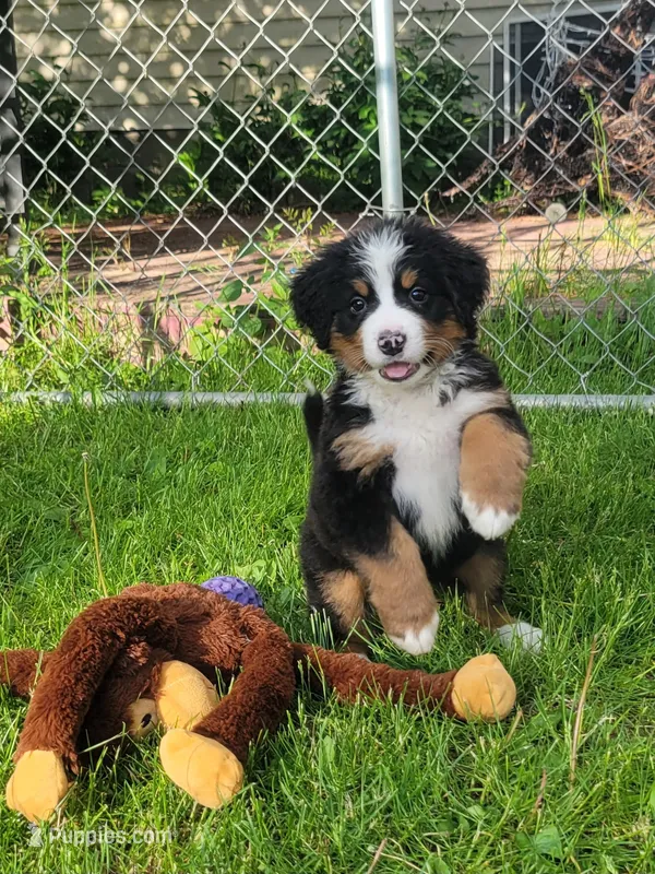 Yellow female – Bernese Mountain Dog puppy for sale in Charlotte, MI