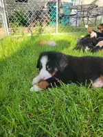 Boy blue, a male Bernese Mountain Dog for sale in Charlotte, MI – 3 of 3