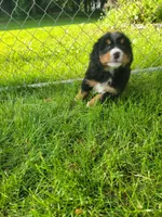 Teal female, a female Bernese Mountain Dog for sale in Charlotte, MI – 4 of 4