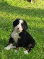 Boy blue, a male Bernese Mountain Dog for sale in Charlotte, MI – 2 of 3