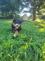 Teal female, a female Bernese Mountain Dog for sale in Charlotte, MI – 5 of 6