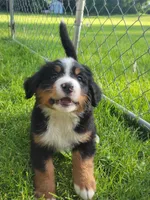 Purple female , a female Bernese Mountain Dog for sale in Charlotte, MI – 3 of 4