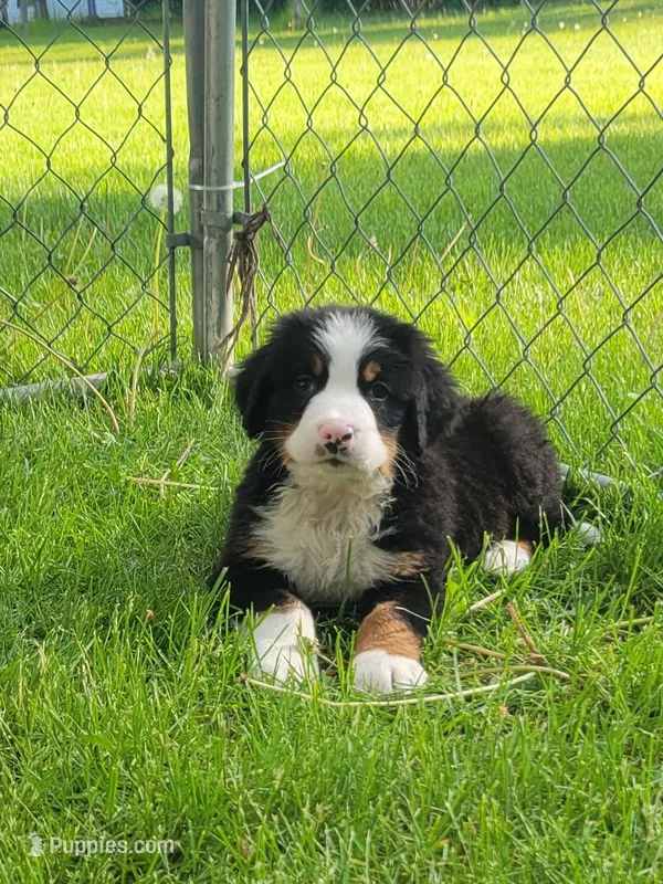 Boy blue – Bernese Mountain Dog puppy for sale in Charlotte, MI