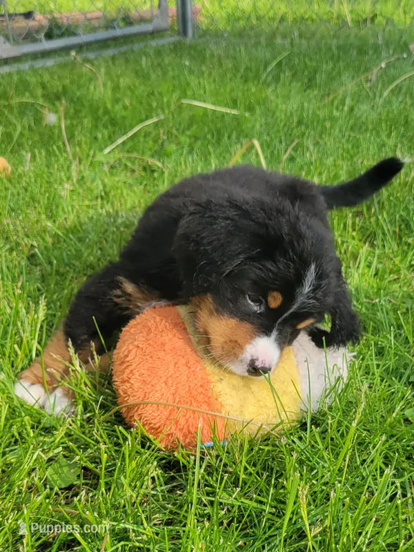 Teal female – Bernese Mountain Dog puppy for sale in Charlotte, MI