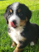 Purple female , a female Bernese Mountain Dog for sale in Charlotte, MI – 2 of 4