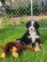 Yellow female, a female Bernese Mountain Dog for sale in Charlotte, MI – 3 of 4