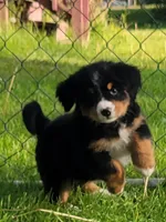 Teal female, a female Bernese Mountain Dog for sale in Charlotte, MI – 1 of 4