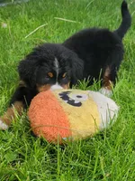 Teal female, a female Bernese Mountain Dog for sale in Charlotte, MI – 3 of 4
