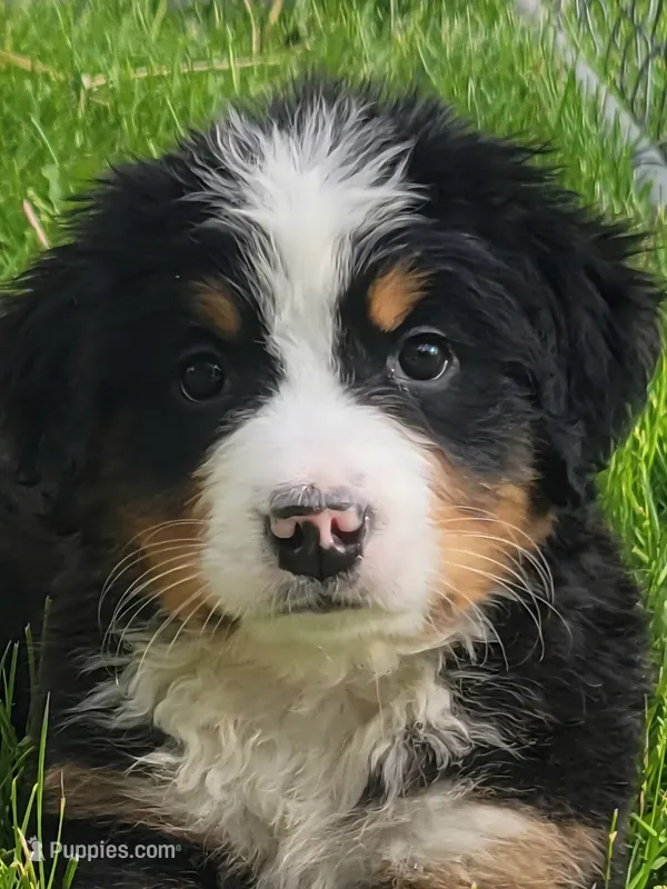 Yellow female – Bernese Mountain Dog puppy for sale in Charlotte, MI