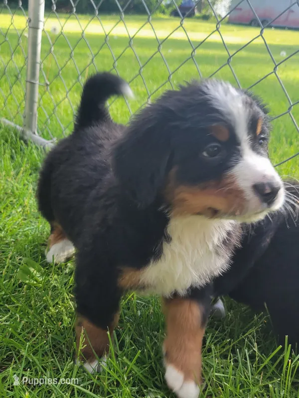 Purple female  – Bernese Mountain Dog puppy for sale in Charlotte, MI