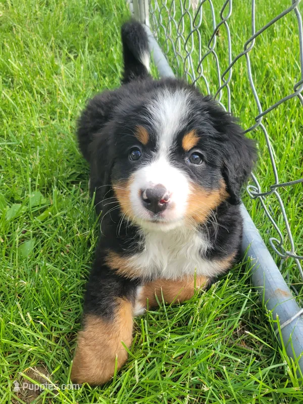 Purple female  – Bernese Mountain Dog puppy for sale in Charlotte, MI