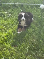 Yellow female, a female Bernese Mountain Dog for sale in Charlotte, MI – 4 of 4