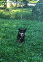 Teal female, a female Bernese Mountain Dog for sale in Charlotte, MI – 6 of 6
