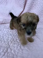 Boy 2, a male Shorkie for sale in Macclenny, FL – 2 of 3