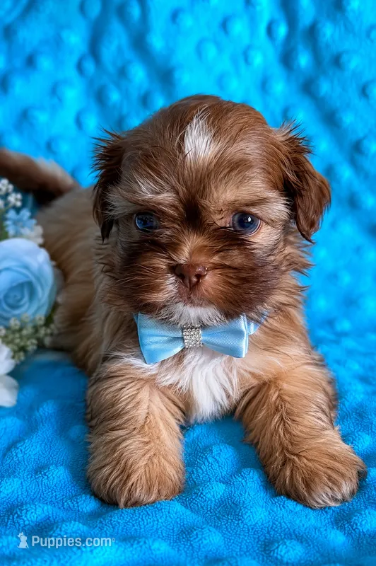 Shih tzu boy  – Shih Tzu puppy for sale in Jacksonville, FL