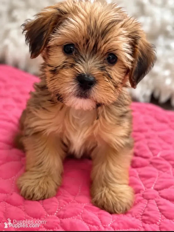 Boy 2 – Shorkie puppy for sale in Macclenny, FL